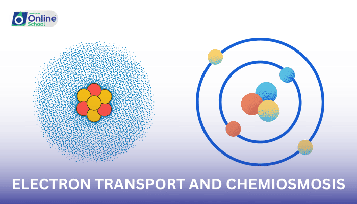 Lesson 08: Electron Transport and Chemiosmosis